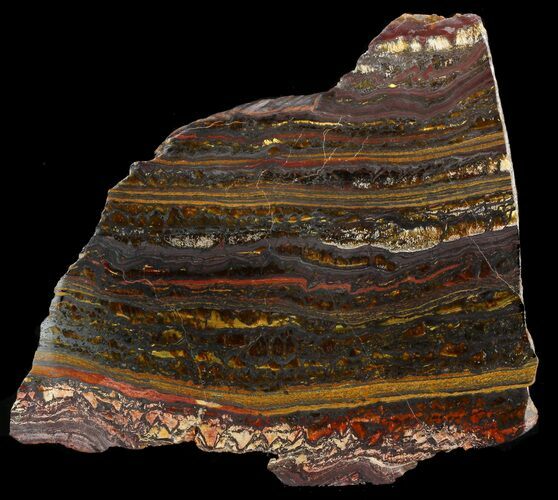 Polished Tiger Iron Stromatolite - ( Billion Years) #46643